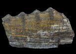 Cretaceous Swordfish (Protosphyraena) Pectoral Fin - Kansas #64317-1